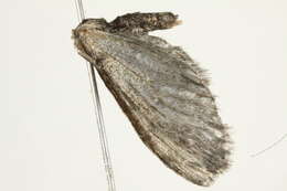 Image of narrow-winged pug