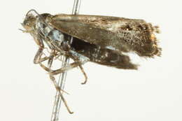 Image of opisthokonts