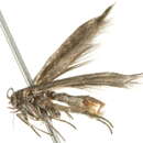 Image de <i>Scythris immaculatella</i>