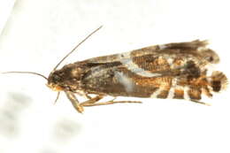 Sivun Diploschizia impigritella Clemens 1862 kuva