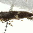 Image of Ectoedemia canadensis