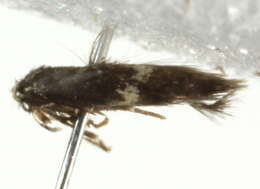 Image of Ectoedemia canadensis
