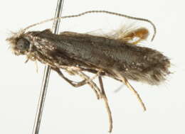 Image of Parornix dubitella (Dietz 1907)