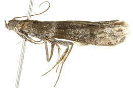 Episcythrastis resmi