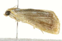 Image of Glaphyria cappsi Munroe 1972