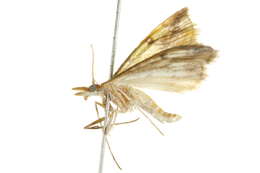 Image of Choristostigma plumbosignalis Fernald 1888