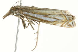 Image of Whitmer's Sod Webworm Moth