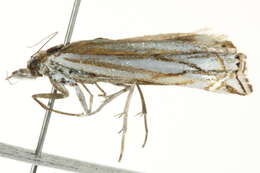 Image of Whitmer's Sod Webworm Moth