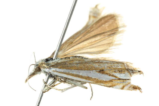 Image of Whitmer's Sod Webworm Moth