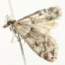 <i>Eudonia vivida</i>的圖片