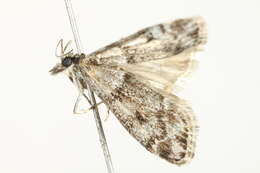 Image of <i>Eudonia vivida</i>