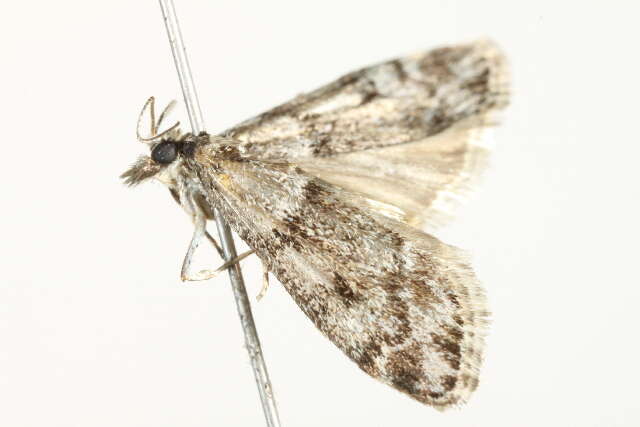 Image of <i>Eudonia vivida</i>