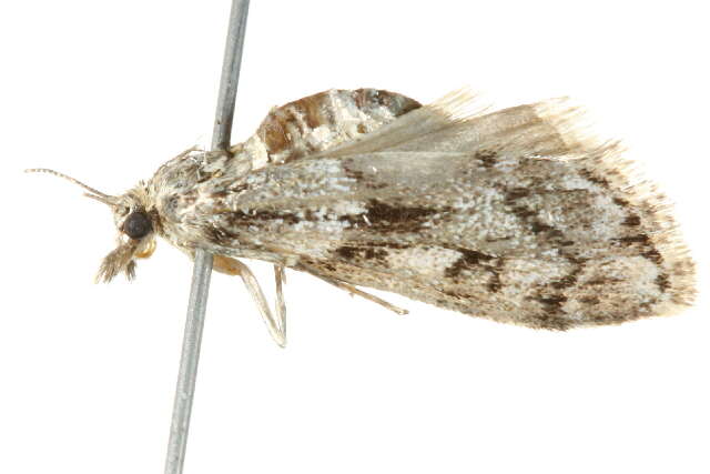 Image of <i>Eudonia vivida</i>