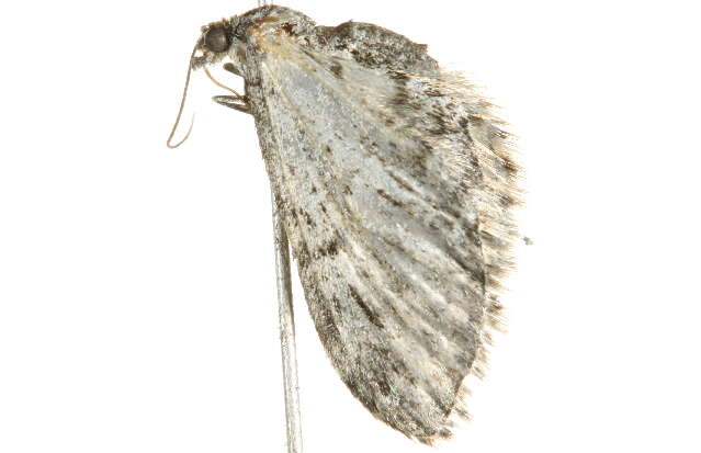 Image of <i>Eupithecia niphadophilata</i>