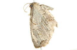 Image of <i>Callizzia amorata</i>