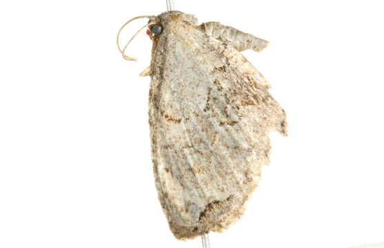 Image of <i>Callizzia amorata</i>