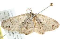 Image of <i>Callizzia amorata</i>