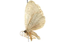 Image of <i>Callizzia amorata</i>