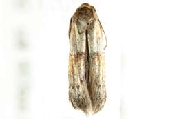 Image of Pigritia murtfeldtella