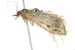 Image of <i>Eudonia vivida</i>