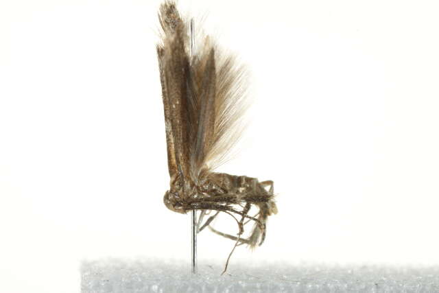 Image of Pigritia murtfeldtella