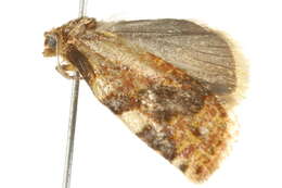 Image of Fruit-Tree Leafroller Moth