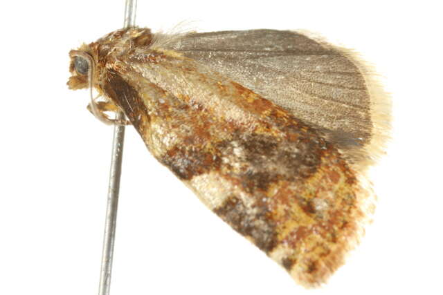 Image of Fruit-Tree Leafroller Moth