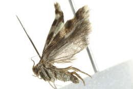 Image of Greya obscuromaculata