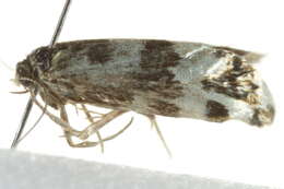 Image of Greya obscuromaculata