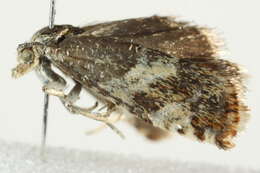 Image of Epinotia cruciana Linnaeus 1761