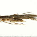 Image of <i>Cosmopterix scirpicola</i> Hodges 1962