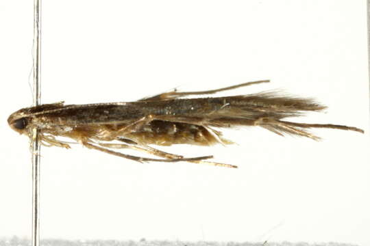 Image of Cosmopterix scirpicola Hodges 1962