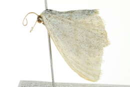 Image of <i>Scopula quinquelinearia</i>