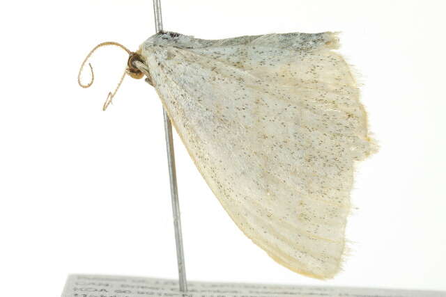 Image of <i>Scopula quinquelinearia</i>