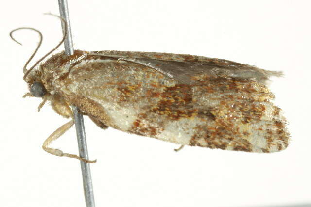 Image of Fruit-Tree Leafroller Moth