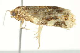 Image of Fruit-Tree Leafroller Moth