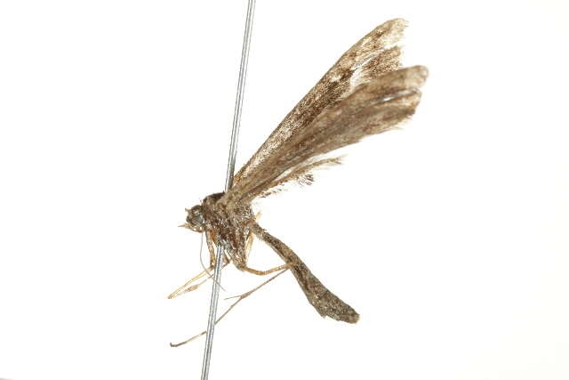 Image of Geranium Plume Moth