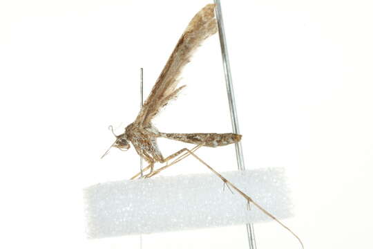 Image of Geranium Plume Moth