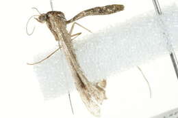 Image of Geranium Plume Moth