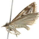 Image of Catoptria oregonicus