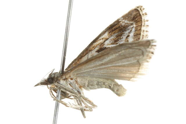 صورة Catoptria oregonicus