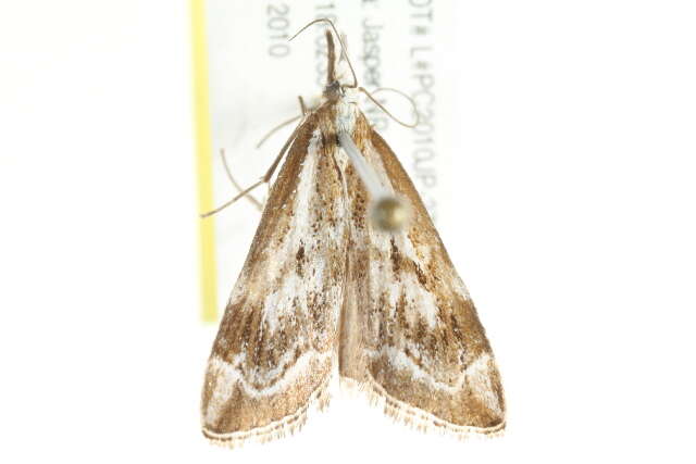 Image of Catoptria oregonicus