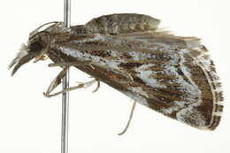 Image of Catoptria oregonicus