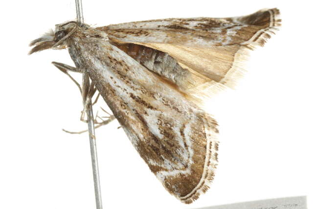 Image of Catoptria oregonicus