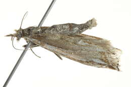 Image of Whitmer's Sod Webworm Moth