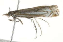 Image of Whitmer's Sod Webworm Moth