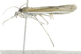 Image de Pima albiplagiatella Packard 1874