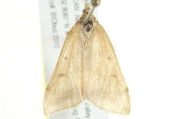 Image of Pyrausta fodinalis Lederer 1863