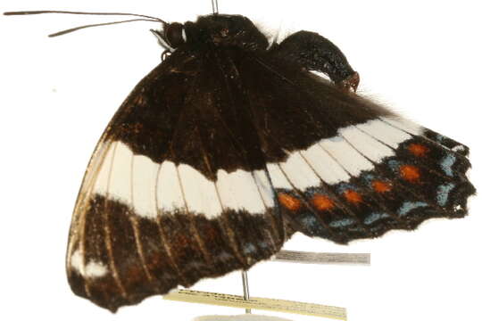 Image of White Admiral