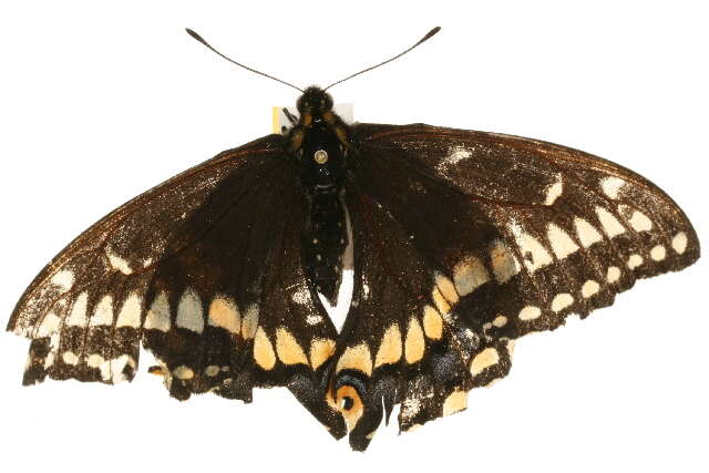 صورة Papilio brevicauda Saunders 1869